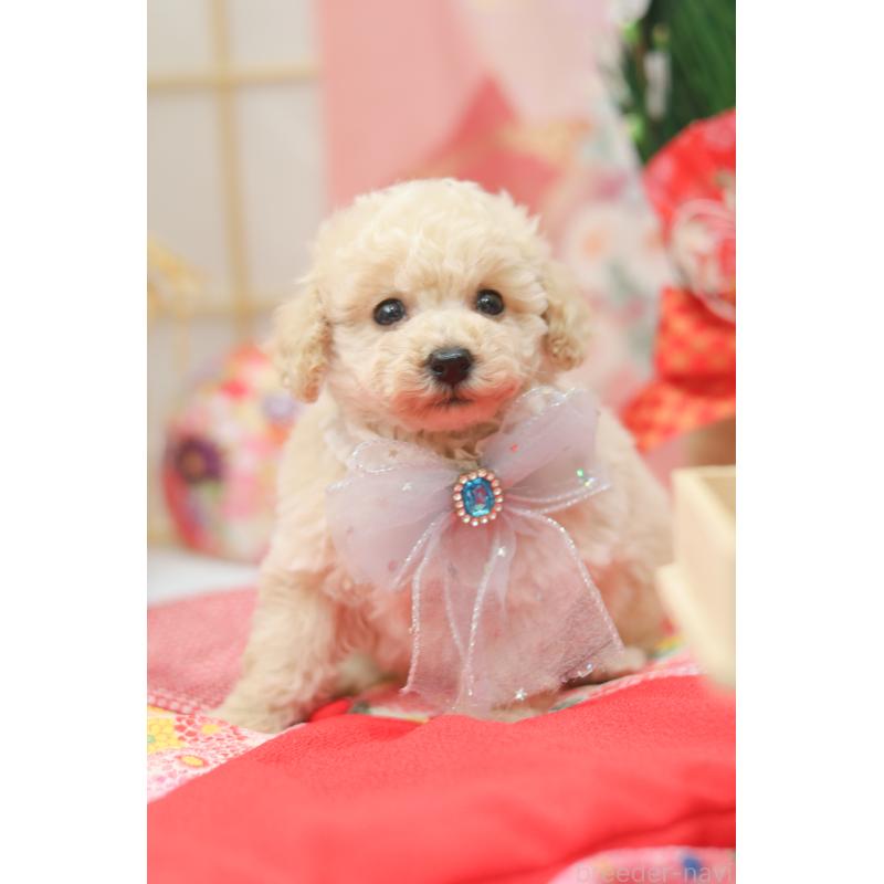 販売中の広島県のトイプードル-433109の2枚目