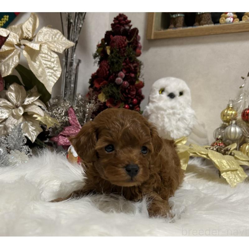 販売中の岡山県のタイニープードル-433107の10枚目