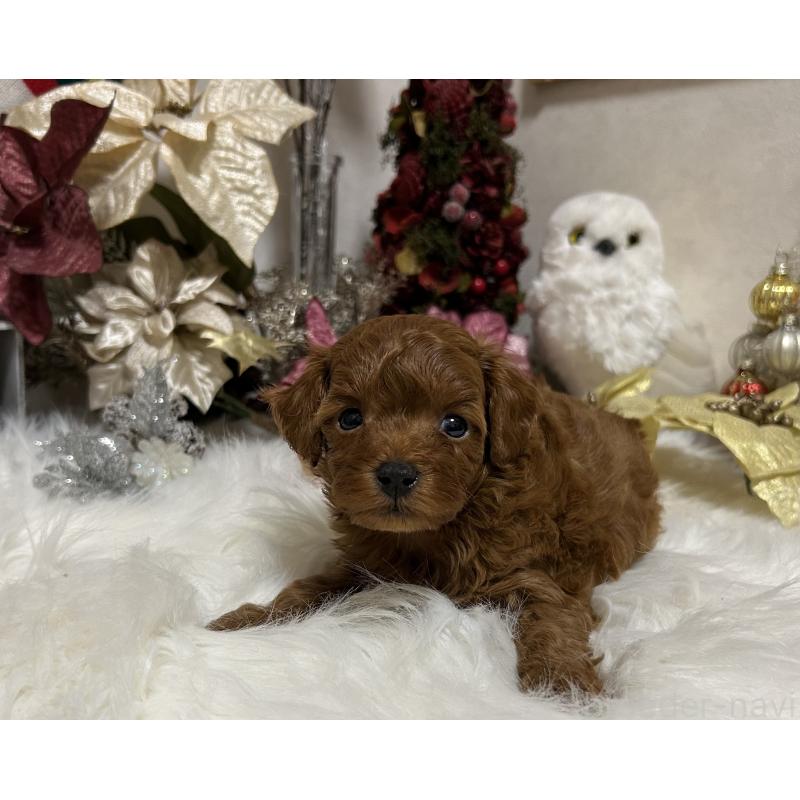 販売中の岡山県のタイニープードル-433107の9枚目