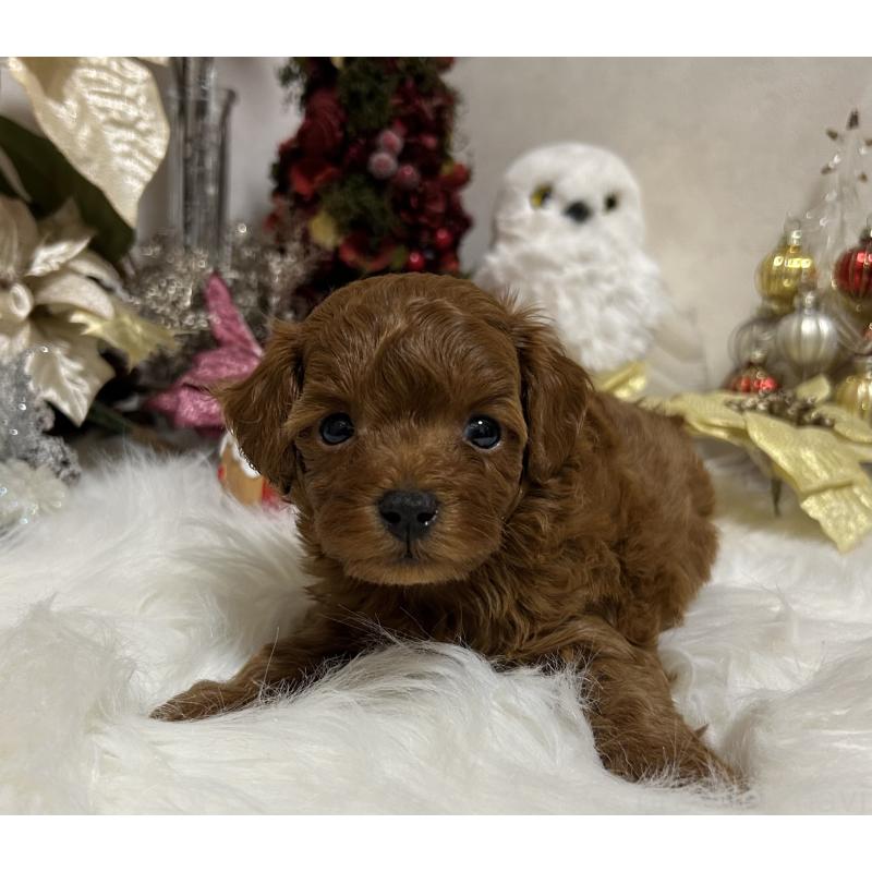 販売中の岡山県のタイニープードル-433107の8枚目