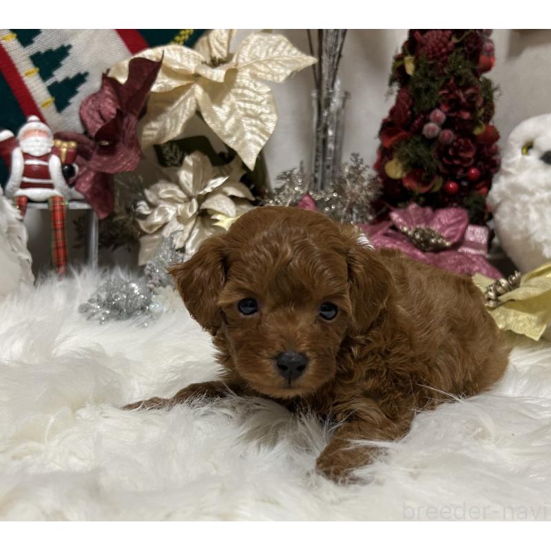 販売中の岡山県のタイニープードル-433107の7枚目