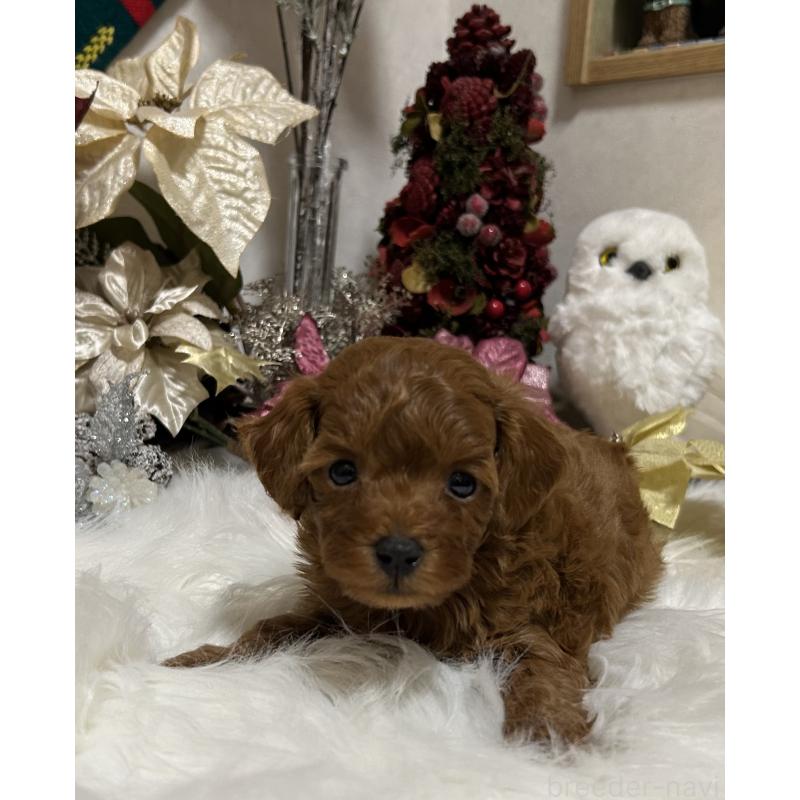 販売中の岡山県のタイニープードル-433107の6枚目