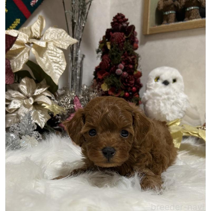 販売中の岡山県のタイニープードル-433107の5枚目