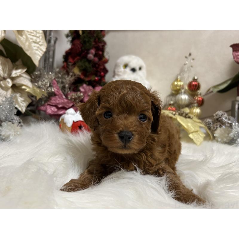 販売中の岡山県のタイニープードル-433107の4枚目