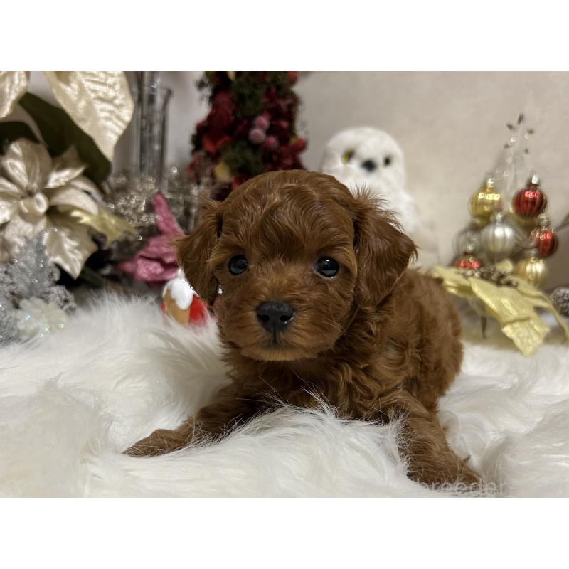 販売中の岡山県のタイニープードル-433107の3枚目