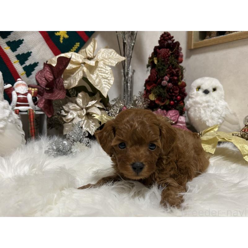 販売中の岡山県のタイニープードル-433107の2枚目