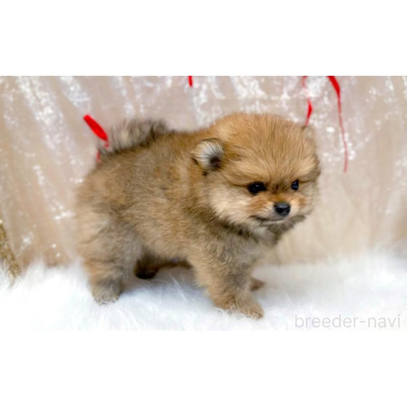 販売中の愛知県のポメラニアン-433111の5枚目