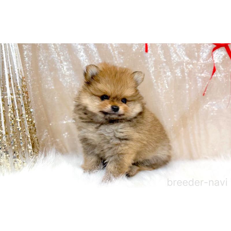 販売中の愛知県のポメラニアン-433111の4枚目