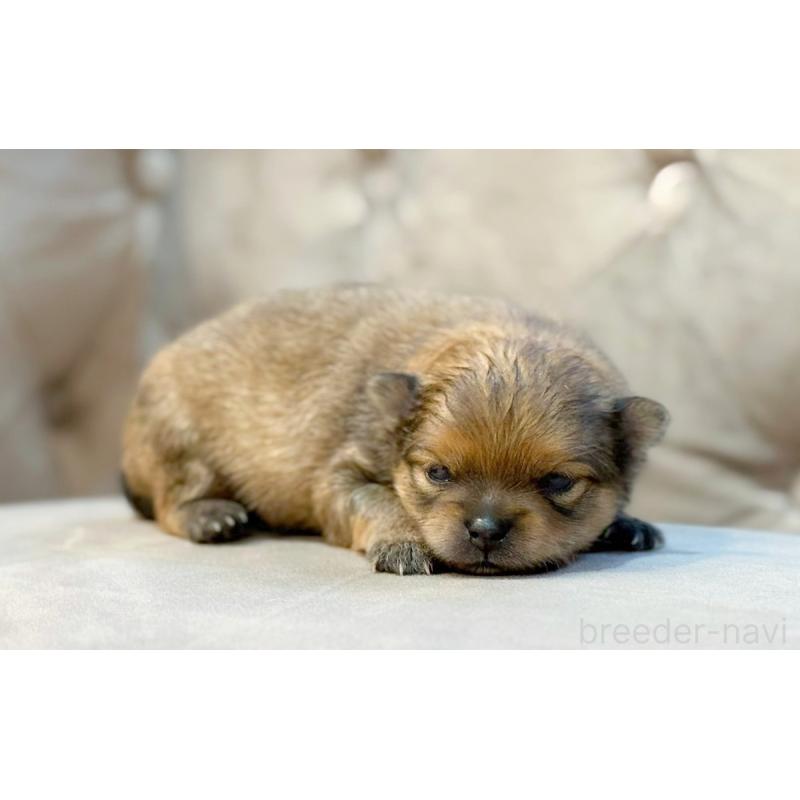 販売中の愛知県のポメラニアン-433111の3枚目