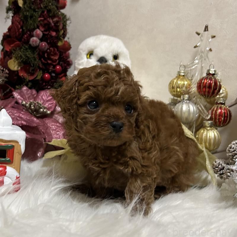 販売中の岡山県のトイプードル-433110