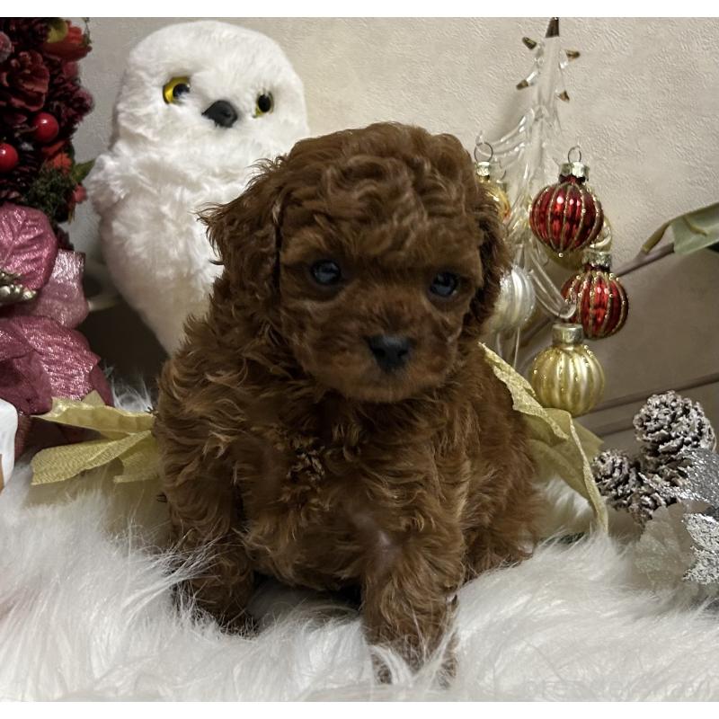 販売中の岡山県のティーカッププードル-433110の13枚目