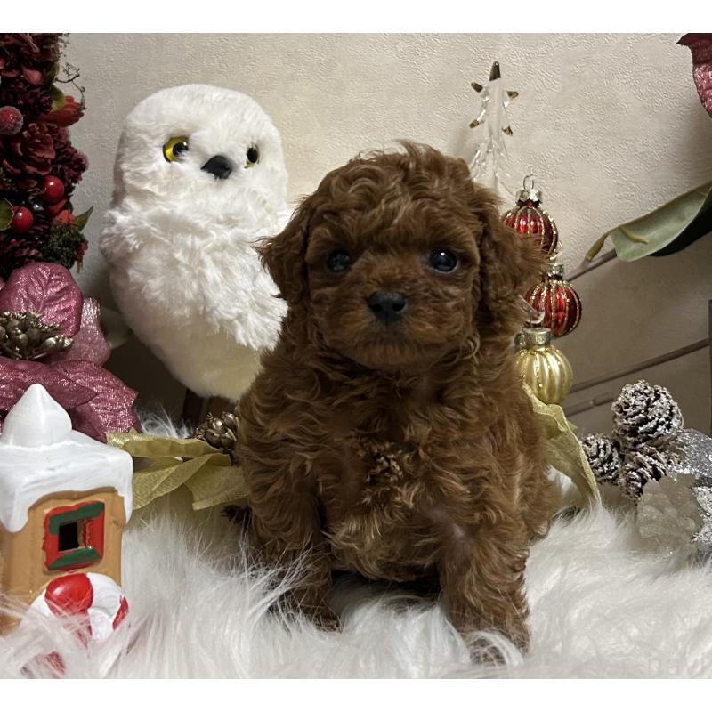 販売中の岡山県のティーカッププードル-433110の12枚目