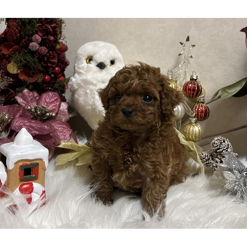 販売中の岡山県のティーカッププードル-433110の11枚目