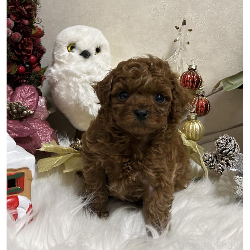 販売中の岡山県のティーカッププードル-433110の10枚目