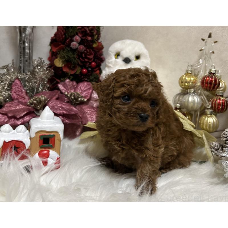 販売中の岡山県のティーカッププードル-433110の9枚目