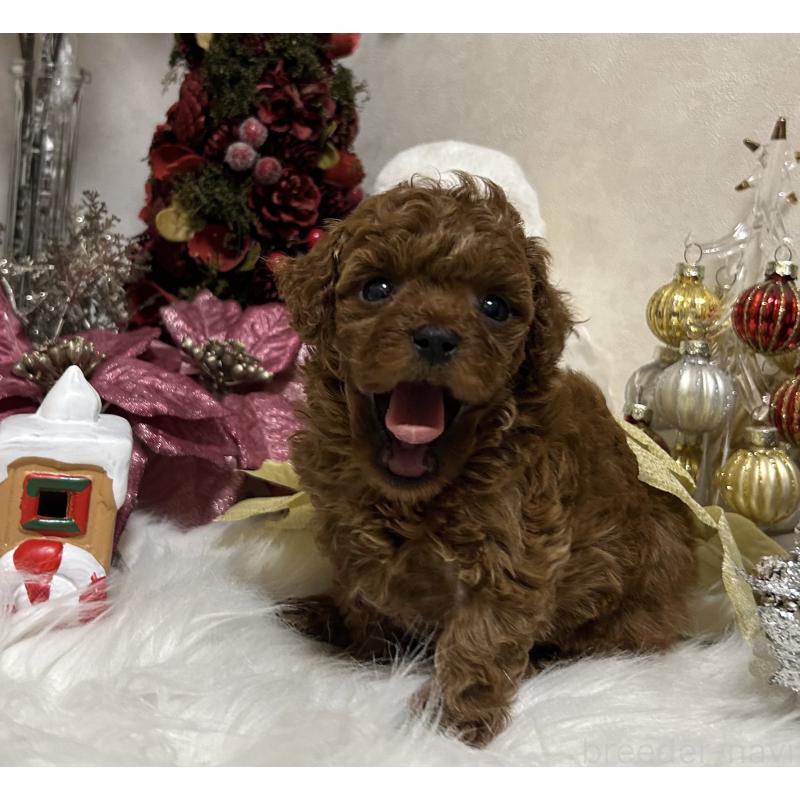 販売中の岡山県のティーカッププードル-433110の8枚目