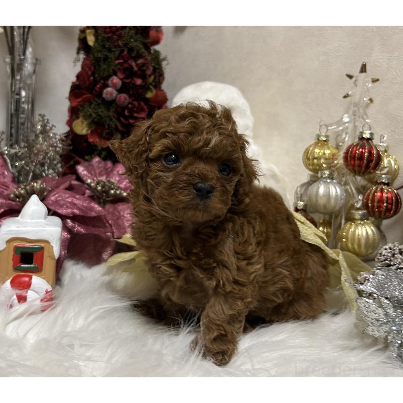 販売中の岡山県のティーカッププードル-433110の7枚目