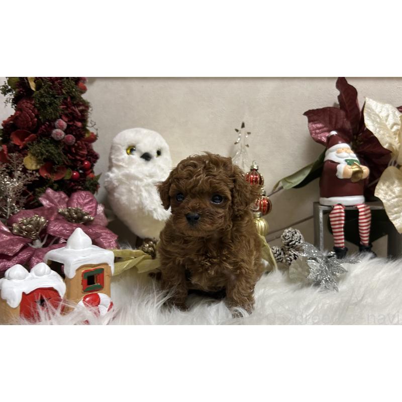 販売中の岡山県のティーカッププードル-433110の6枚目