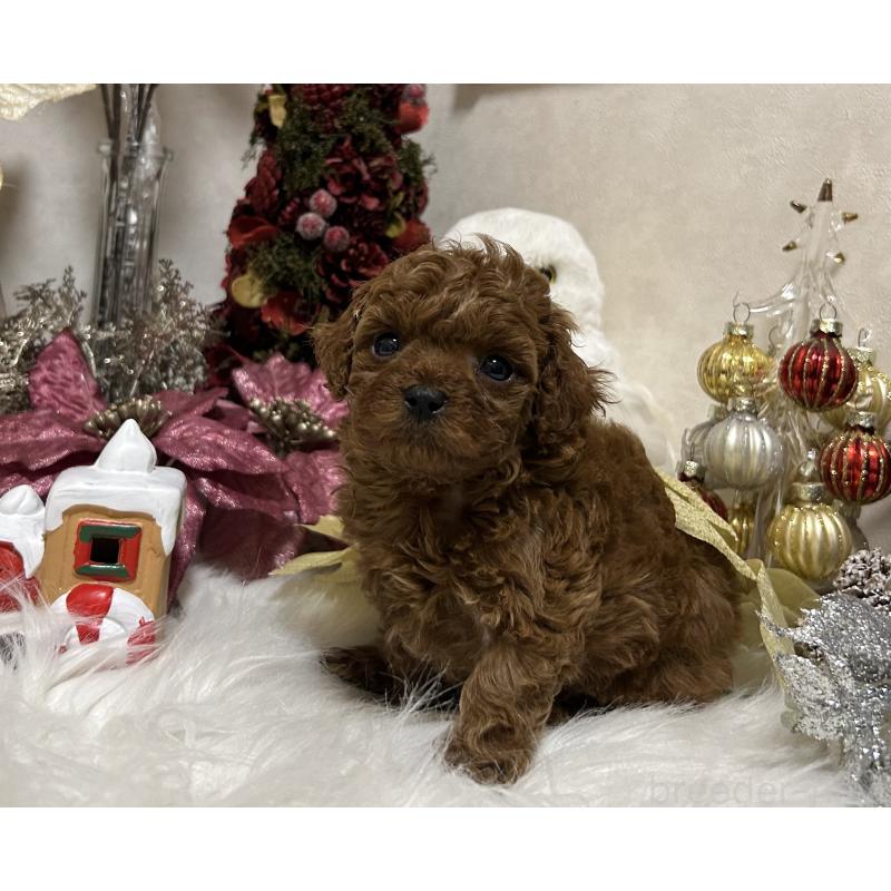 販売中の岡山県のティーカッププードル-433110の5枚目