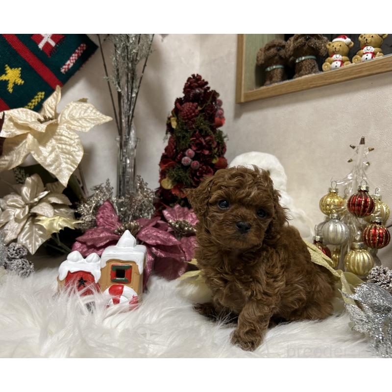 販売中の岡山県のティーカッププードル-433110の3枚目