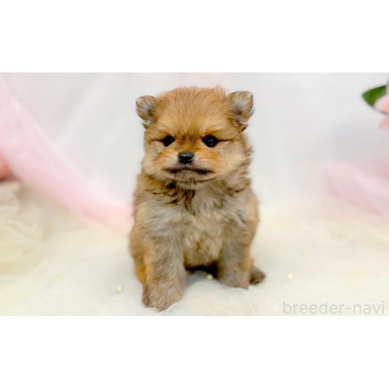 販売中の愛知県のポメラニアン-433111の2枚目