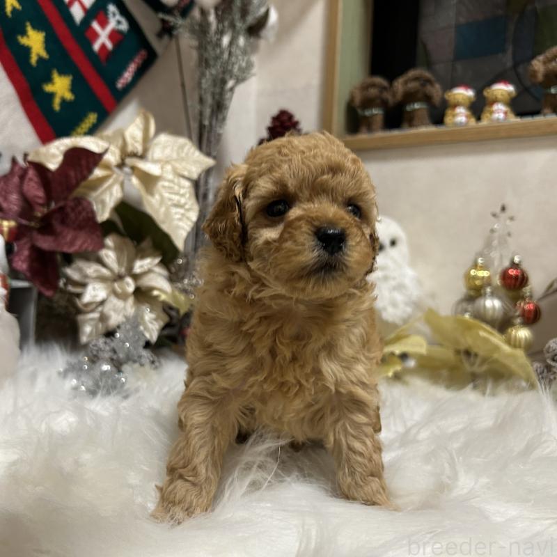 販売中の岡山県のタイニープードル-433113の10枚目