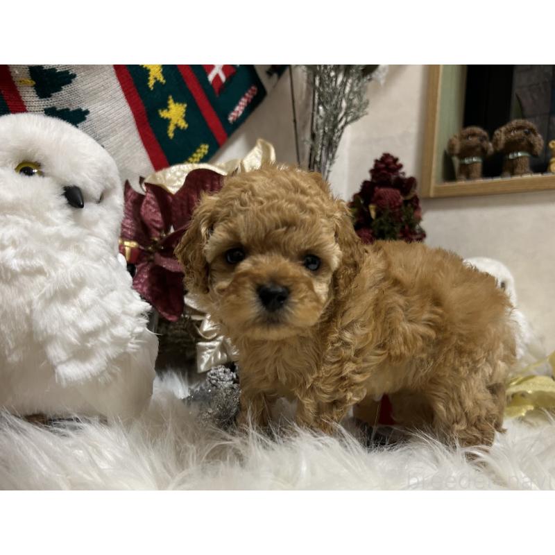 販売中の岡山県のタイニープードル-433113の9枚目