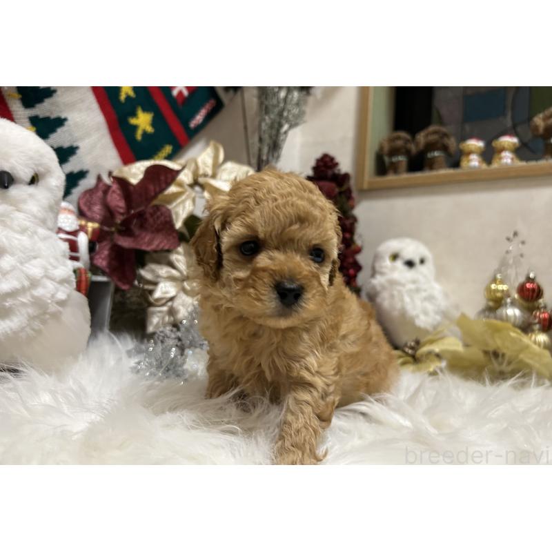 販売中の岡山県のタイニープードル-433113の8枚目