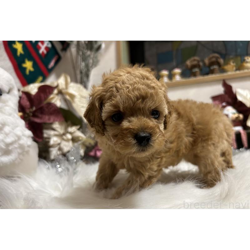 販売中の岡山県のタイニープードル-433113の7枚目