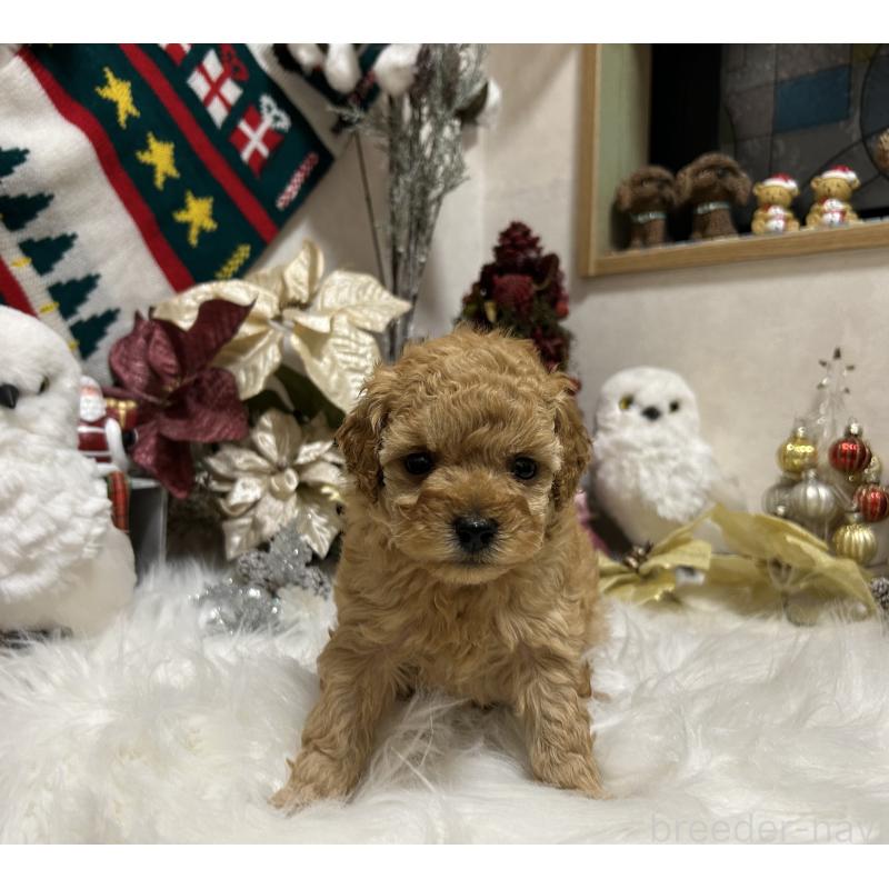 販売中の岡山県のタイニープードル-433113の6枚目