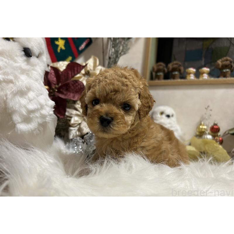 販売中の岡山県のタイニープードル-433113の5枚目