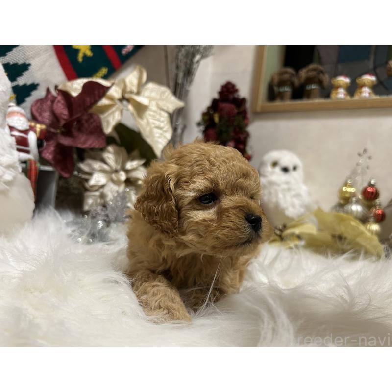 販売中の岡山県のタイニープードル-433113の4枚目