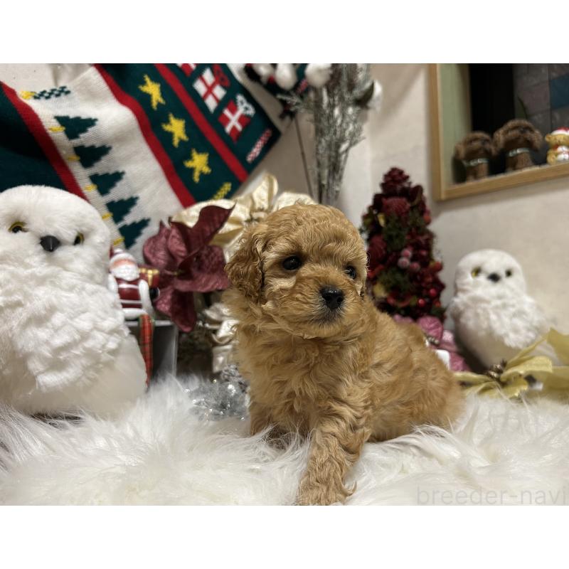 販売中の岡山県のタイニープードル-433113の3枚目