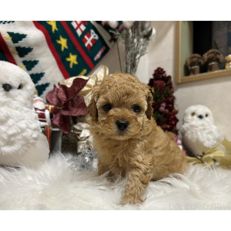 販売中の岡山県のタイニープードル-433113の2枚目