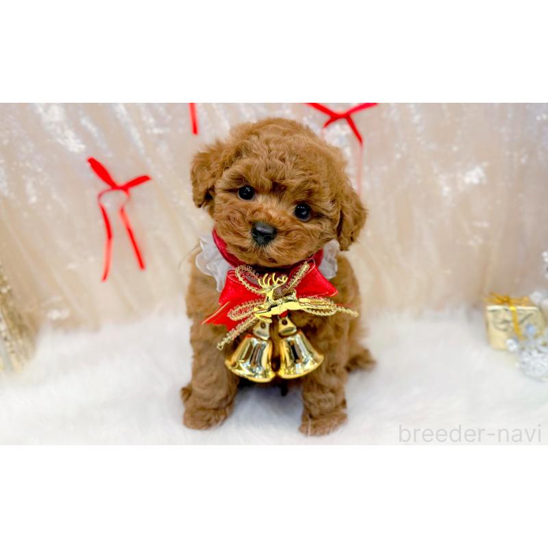 販売中の愛知県のタイニープードル-433114の3枚目