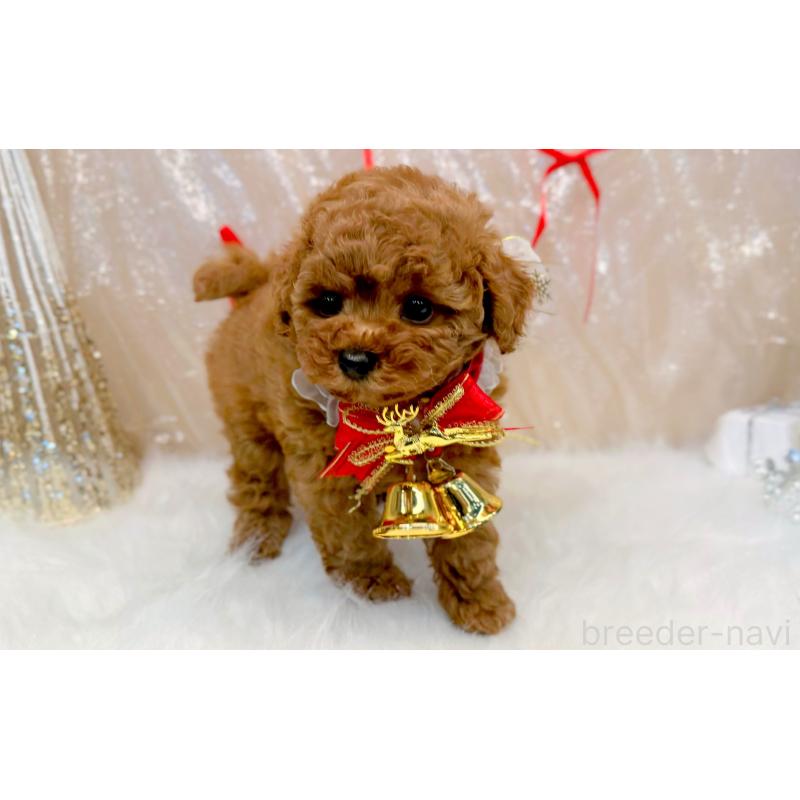 販売中の愛知県のタイニープードル-433114の2枚目