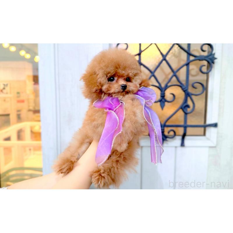 販売中の愛知県のタイニープードル-433115の7枚目