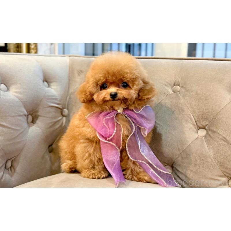 販売中の愛知県のタイニープードル-433115の6枚目