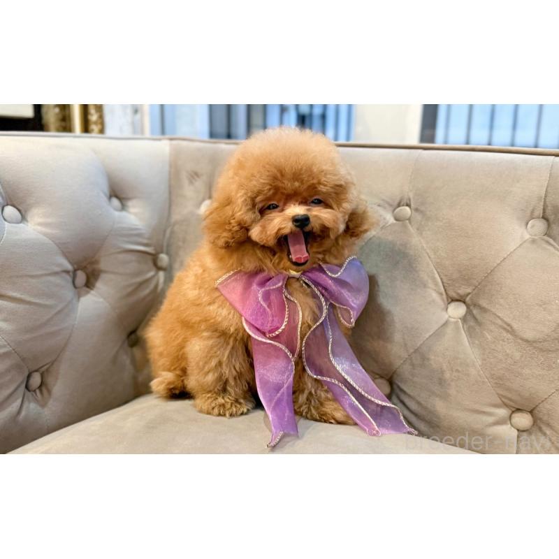 販売中の愛知県のタイニープードル-433115の5枚目