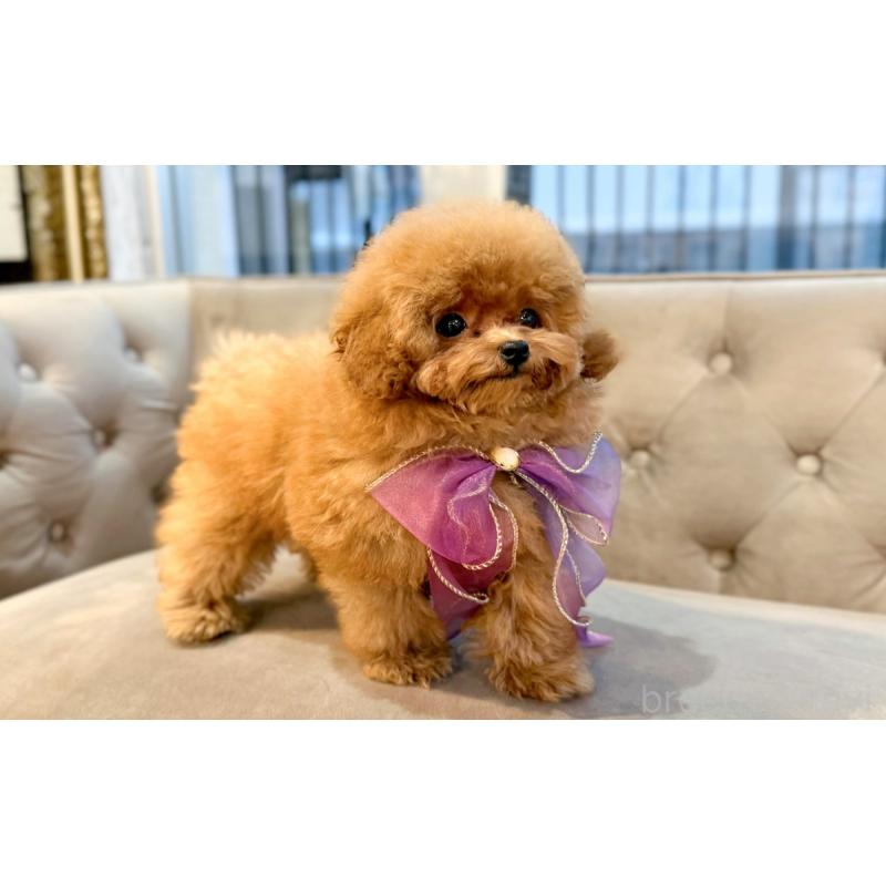 販売中の愛知県のタイニープードル-433115の4枚目