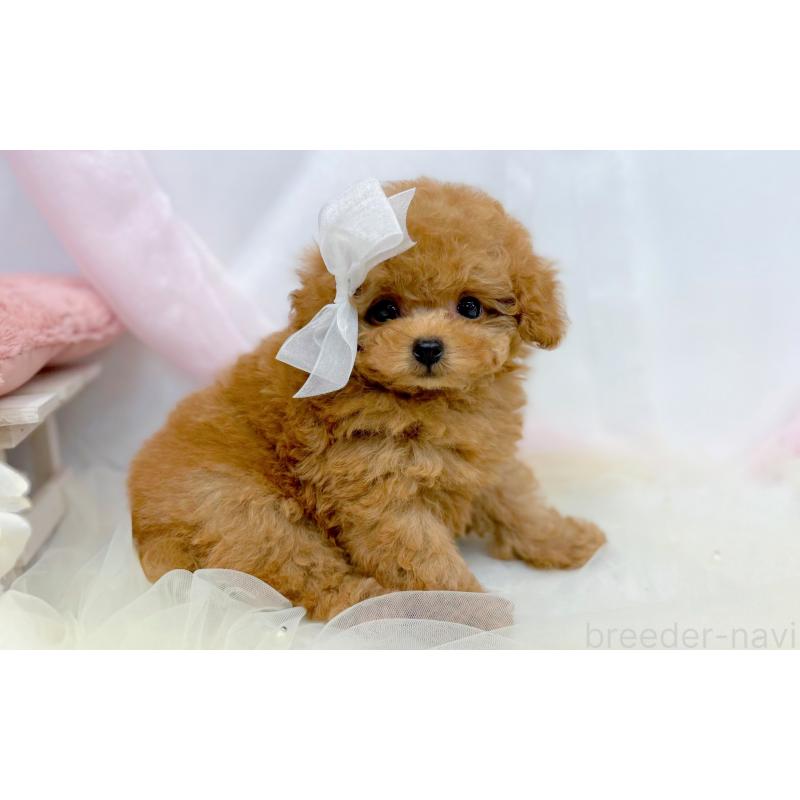 販売中の愛知県のタイニープードル-433115の3枚目