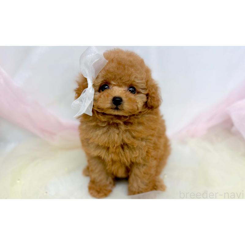 販売中の愛知県のタイニープードル-433115の2枚目
