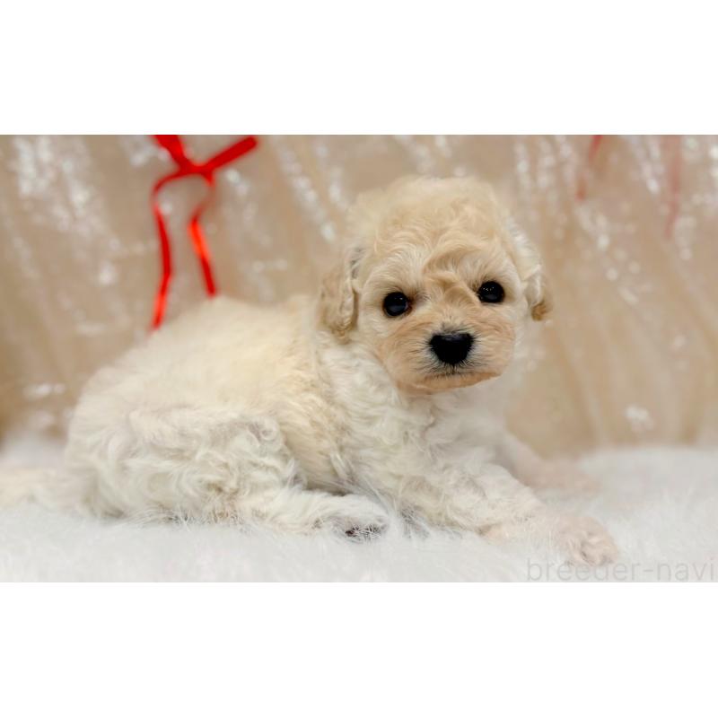 販売中の愛知県のビションプー:ビションフリーゼ×トイプードル-433116の4枚目