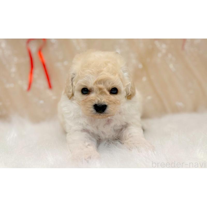販売中の愛知県のビションプー:ビションフリーゼ×トイプードル-433116の3枚目