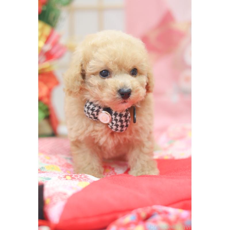 販売中の広島県のトイプードル-433117の3枚目