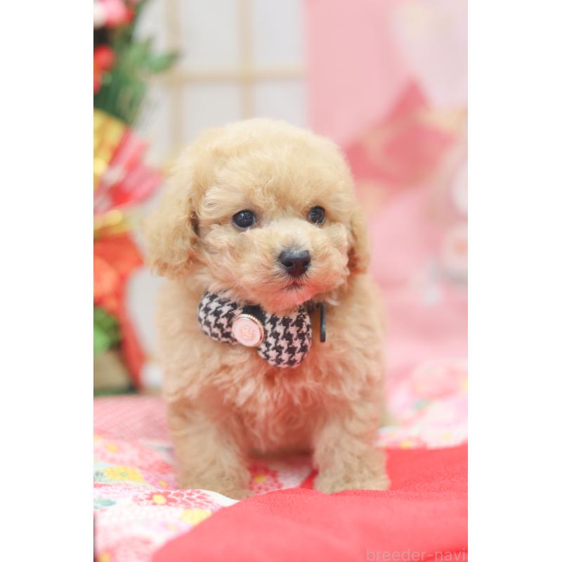 販売中の広島県のトイプードル-433117の2枚目