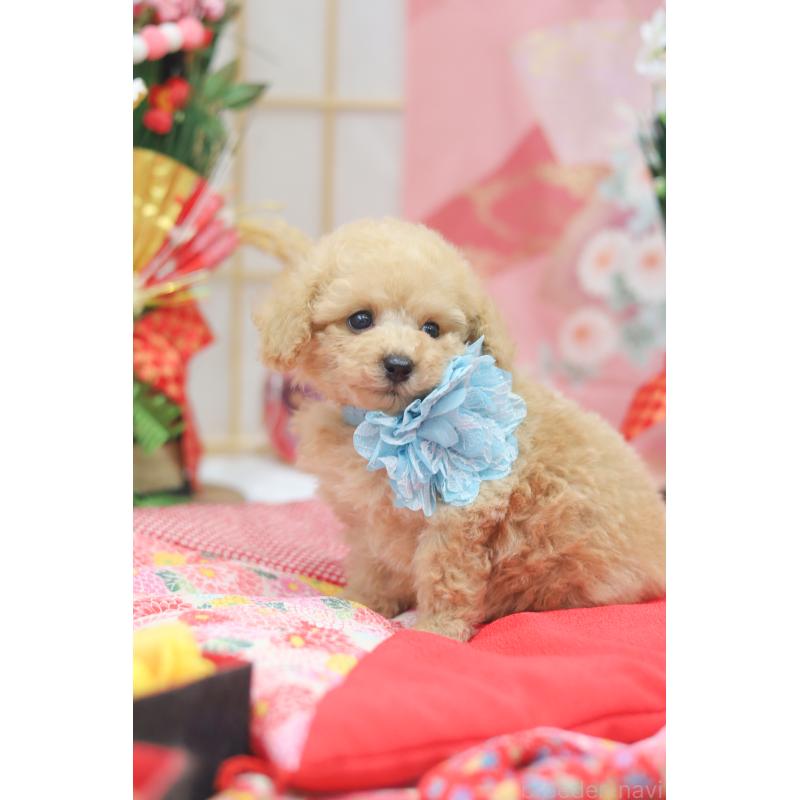 販売中の広島県のトイプードル-433118の3枚目