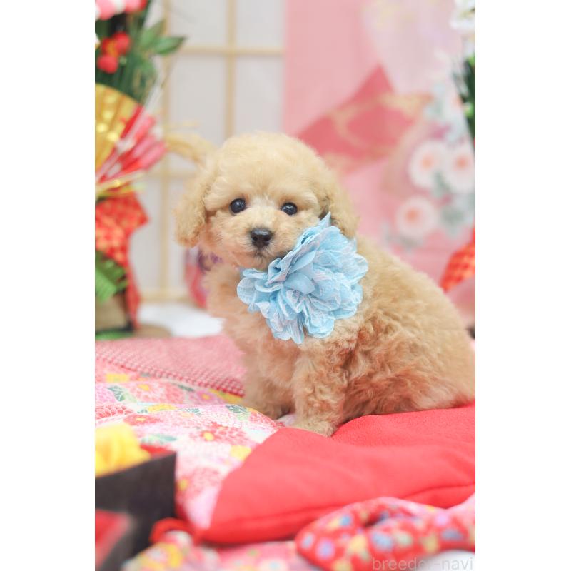 販売中の広島県のトイプードル-433118の2枚目