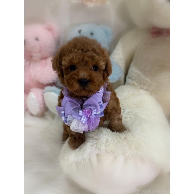 販売中の香川県のトイプードル-430498の13枚目