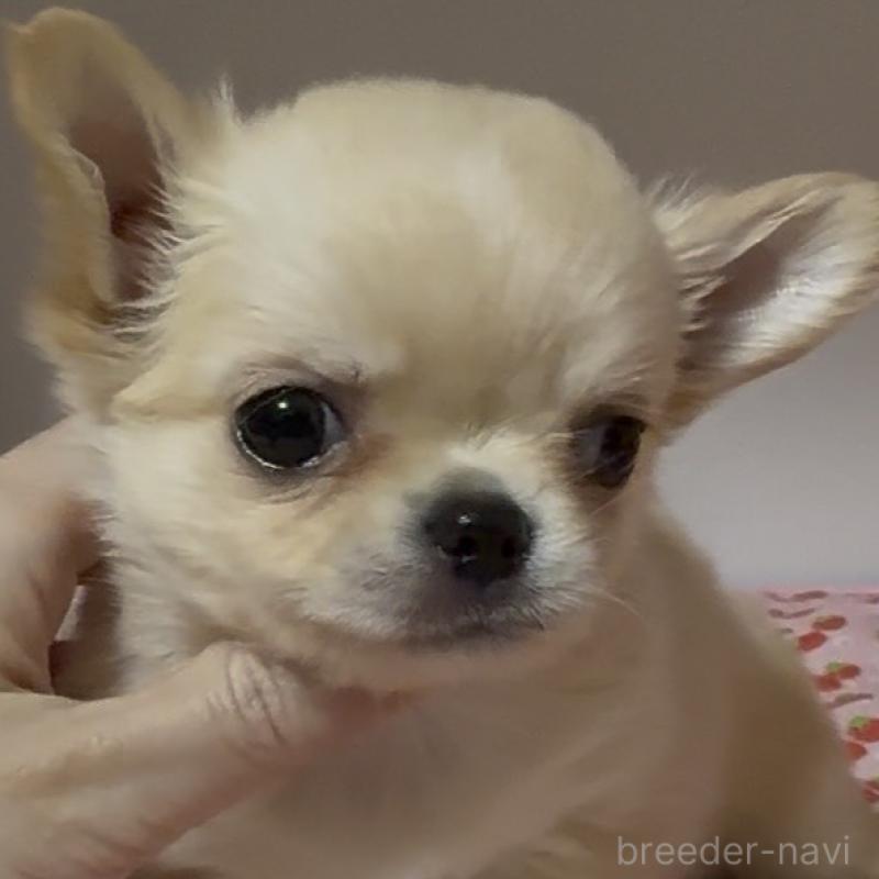 販売中の東京都のチワワ(ロングコート)-432941の5枚目